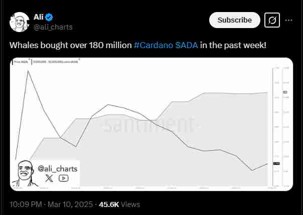 Cardano whales on an accumulation spree | Source: Twitter